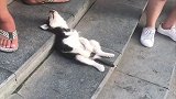 狗子会武术谁也挡不住，搞笑系列第四期，笑到停不下来