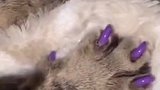 给猫猫涂个指甲，马上变成美少女