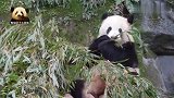 重庆动物园的熊猫渝宝开心享用竹子大餐，萌萌的大脸好可爱