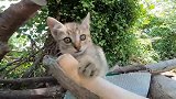 小奶猫被人抛弃在野外，不会找食物快饿死了，怎么办