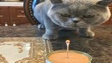 给猫咪过生日，它自己竟会吹蜡烛，感觉喵星人快要成精了