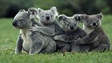 澳大利亚上千只考拉死亡 澳洲考拉正面临功能性灭绝