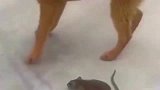 这才是狗拿耗子多管闲事，老鼠的尊严被践踏的体无完肤，真尴尬！
