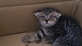 刚收养时的小野猫惊恐无助，喂养数月后的变化，让人难以相信