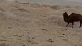 小骆驼被卖掉后，骆驼妈妈悲鸣着四处寻找了3天