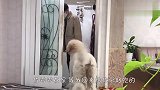 主人去超市不带贵宾犬，狗子不乐意了，结局笑翻了