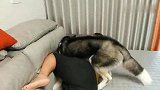 二哈追求小母狗，不料却被主人一脚踢飞，气得二哈提刀暴走揍主人