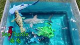 海洋动物玩具介绍