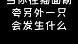 当你在粘人精面前夸另外一只猫会发生什么…呸式vlog vlog萌宠日常 猫 宠爱里云社区