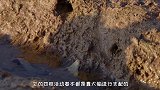 章鱼到底有多聪明？将其封锁在玻璃罐中，看表现很难相信