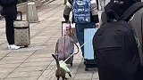 大学生放假回家拖家带口，除了行李还不忘带上猫咪