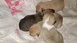 刚出生的一窝小奶狗，眼睛还没大睁开，拱来拱去找东西吃