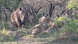 3头狮子猎杀犀牛，不料犀牛突然爆发，下一秒狮子老惨了！