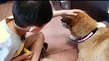 小孩即将和爱犬分离，哭成泪人，真挚的感情让人感动