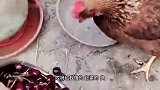 鸡：怎么又是车厘子，我都吃吐了