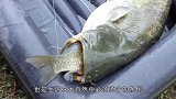 一条鲶鱼挑战自我，试图吞下跟自己同样大的鱼，这是咋想的
