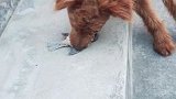 汪星：我特么的大意了，这么会装
