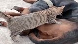 猫子嫌窝里太冷了，竟跑到狗子身上取暖