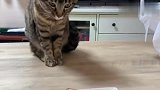 铲屎官没给猫咪准备饭，嘴馋猫咪就成了这样，看完忍住别笑
