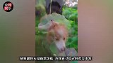 林生斌早就给自己留好了后路！现任妻子两年前就已移民澳洲