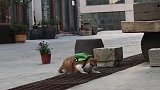 广东网友家一只会“倒车”的橘猫，这配乐我给100分