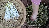 日本农民是怎么发豆芽的？要不是亲眼所见，你绝对不相信！