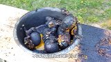 岩浆爆米花会成功吗？老外一股脑倒进去，看到最后一言难尽！
