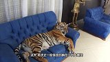 小老虎趴在椅子下睡觉，被主人吵醒，顿时就来起床气了