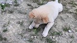 狗善也被鸟欺，见过狗欺负鸟的，这鸟欺负狗还是第一次见