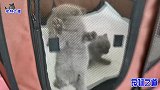 几只小奶猫爬上产房要出来，出来后又打成了一团，主人连呼乱套了