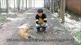 金毛在草丛发现个新皮包，小伙打开后发现都是手机和钱，该咋办？