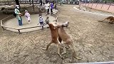 这两只袋鼠练的什么功夫？一招一式还挺带劲的！