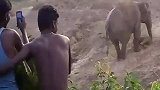 朝小象母子丢石头？印度村民围观时引象群愤怒，一人被踩踏致死