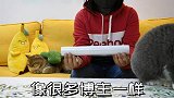 主人用保鲜膜封住门框，短腿猫硬是用头撞，老猫：铁头惹不起！