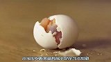 意外发现一枚鸟蛋，当它孵化的那一刻，小哥竟忍不住亲了上去