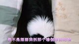 边牧把床上弄成了垃圾堆，一听说又要挨打，边牧立马不淡定了！