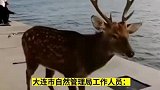 大连海边出现梅花鹿，系野生的不能过多干预