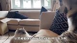这阿拉也太怂了吧，被猫咪追在屁股后面打，场面笑爆了