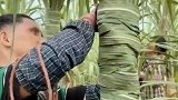 为什么这样把甘蔗包裹起来呢