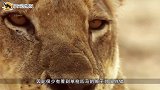 三头狮子围攻一头河马，下一秒画风变了