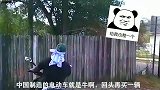 你个傻狗故意的是不，啥鸡毛掸子啊，连我的尾巴都敢咬