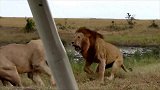 狮子为什么惧怕马赛人？跟着镜头感受一下，说不定你也会害怕！