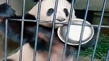 熊猫：我饿了！有饭没？