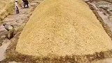 国外农民储存饲料的方法