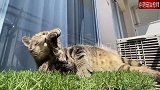 沐浴在春天里的猫咪，原来猫的生活可以这么惬意！