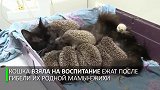 刺猬错把猫咪当妈妈，喵星人：孩子怎么扎手？