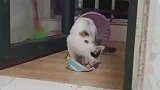 母猫凌晨冒雨求助，女子让其进屋好好招待