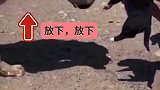 狗妈生下小狗分居三星期，主人把小狗送到狗妈面前