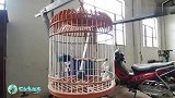 这只小八哥能来到我家，算不算是一种缘分呢？