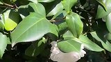 路上偶遇美丽山茶花，果然还是白色的好看